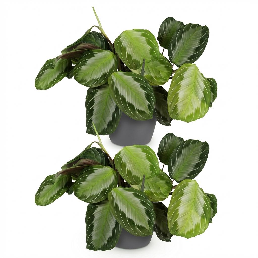 Maranta Fascinator Silverband - Gebedsplant - Huisdiervriendelijke Plant - Groen - 2 Planten - met Potter Grijs - Pot 12cm - Hoogte 25cm