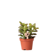 Kolibri Greens | Groene plant - Succulent Crassula Minor potmaat Ø6cm | groene kamerplant - vers van de kweker