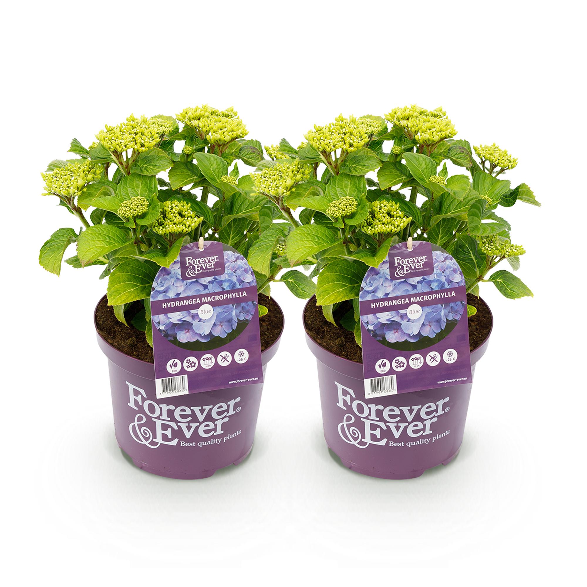 Hortensia - Hydrangea Forever & Ever - Blauw - 7-12 Bloemen - 2 Planten - Pot 23cm Hoogte 55cm