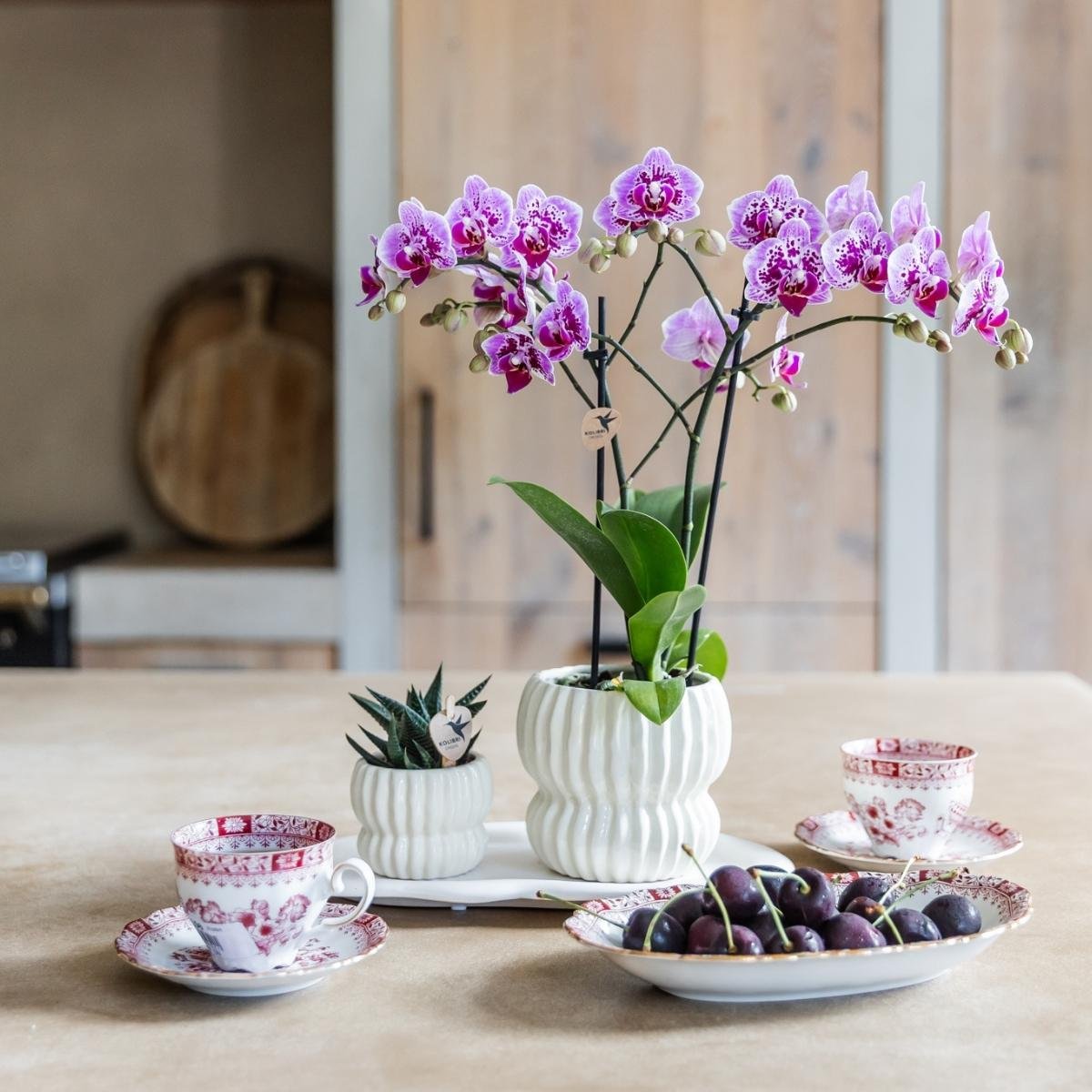 Kolibri Orchids | Roze-paarse Phalaenopsis orchidee - Diamond El Salvador - Ø9cm
