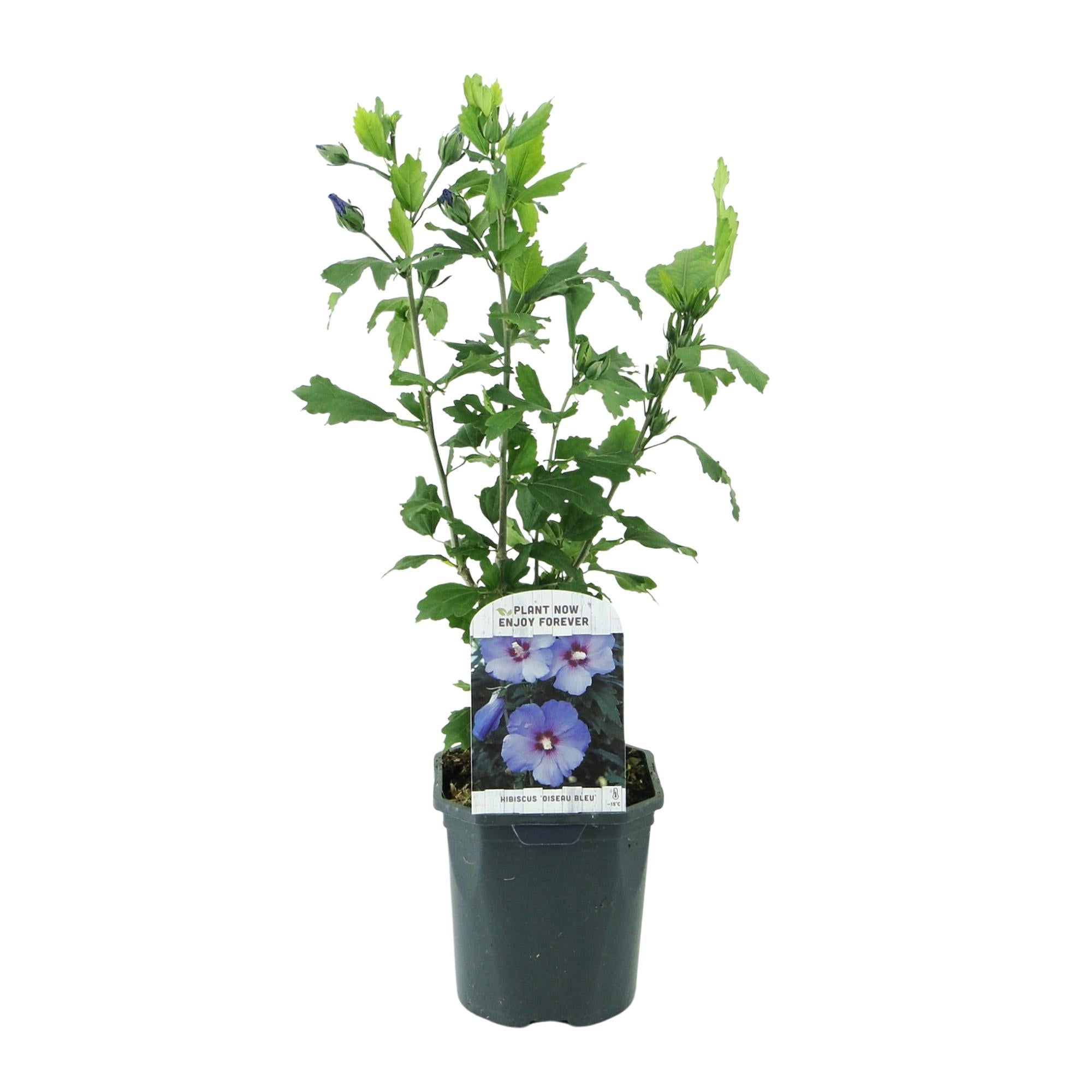 Green boutiQ – Sträucher – Hibiscus syriacus 'Oiseau Blue' – Blaue Blüte – 1 Pflanze – Laubabwerfend – Pflegeleicht – Topf: 17 cm, Höhe: 45 cm