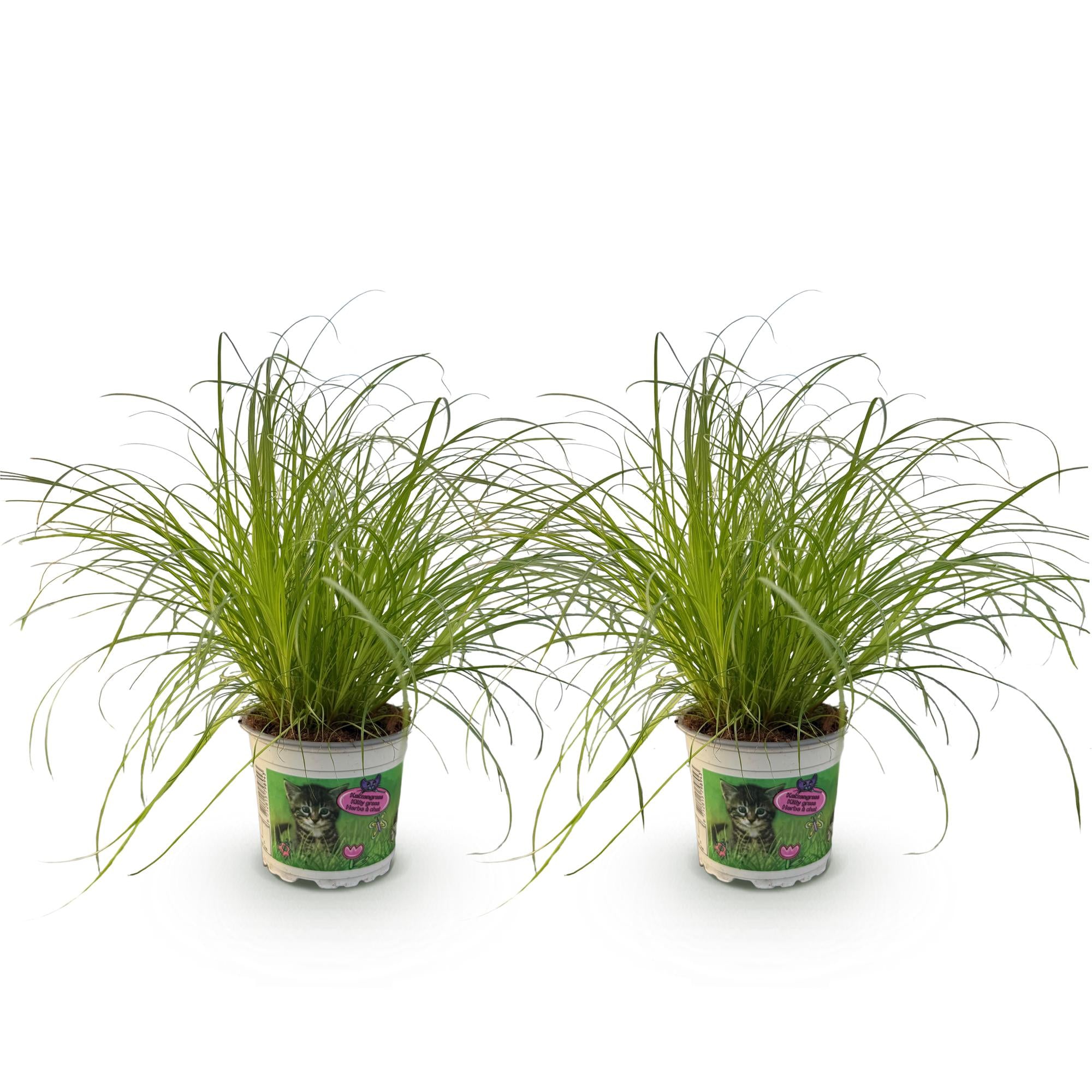 Cyperus alternifolius Zumula - Kattengras - Huisdiervriendelijk - Groen - 2 Planten - Pot 12cm - Hoogte 28-30cm