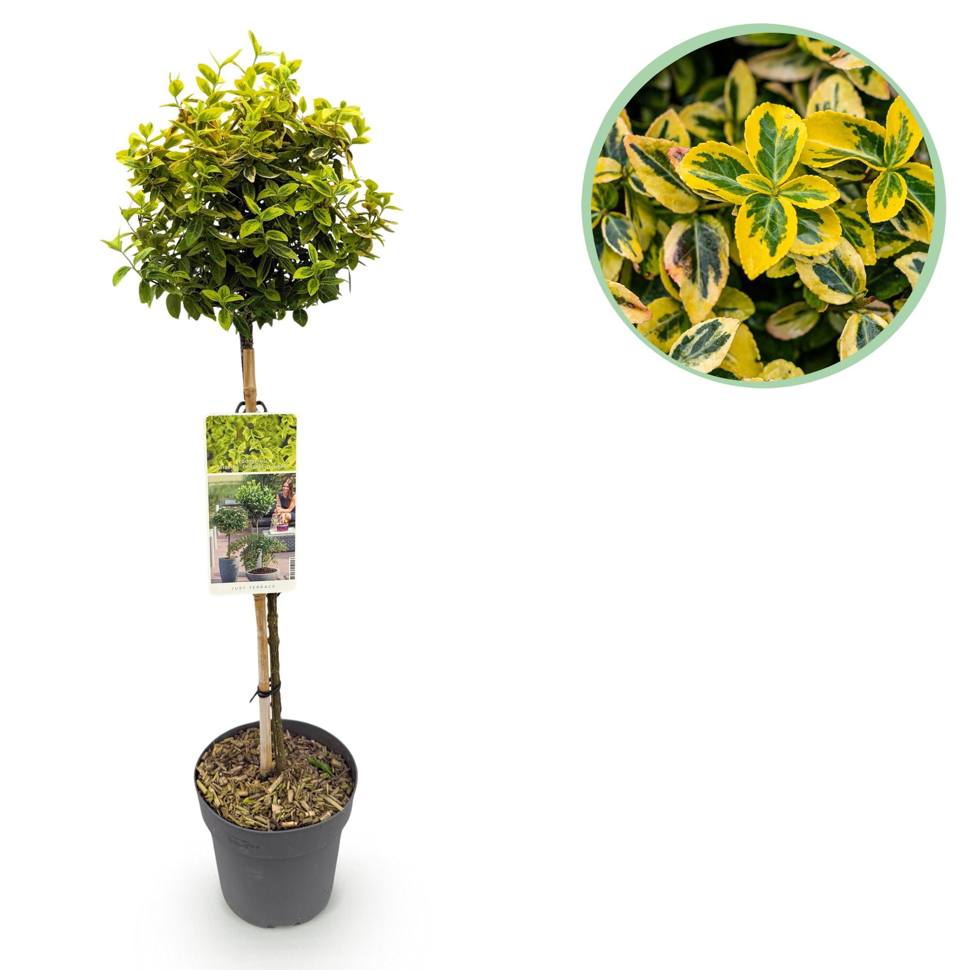 Euonymus fortunei Emerald n Gold - Terras Plant - Bladhoudend - Winterhard - Groen-Geel Blad - Pot 19cm Hoogte 90cm