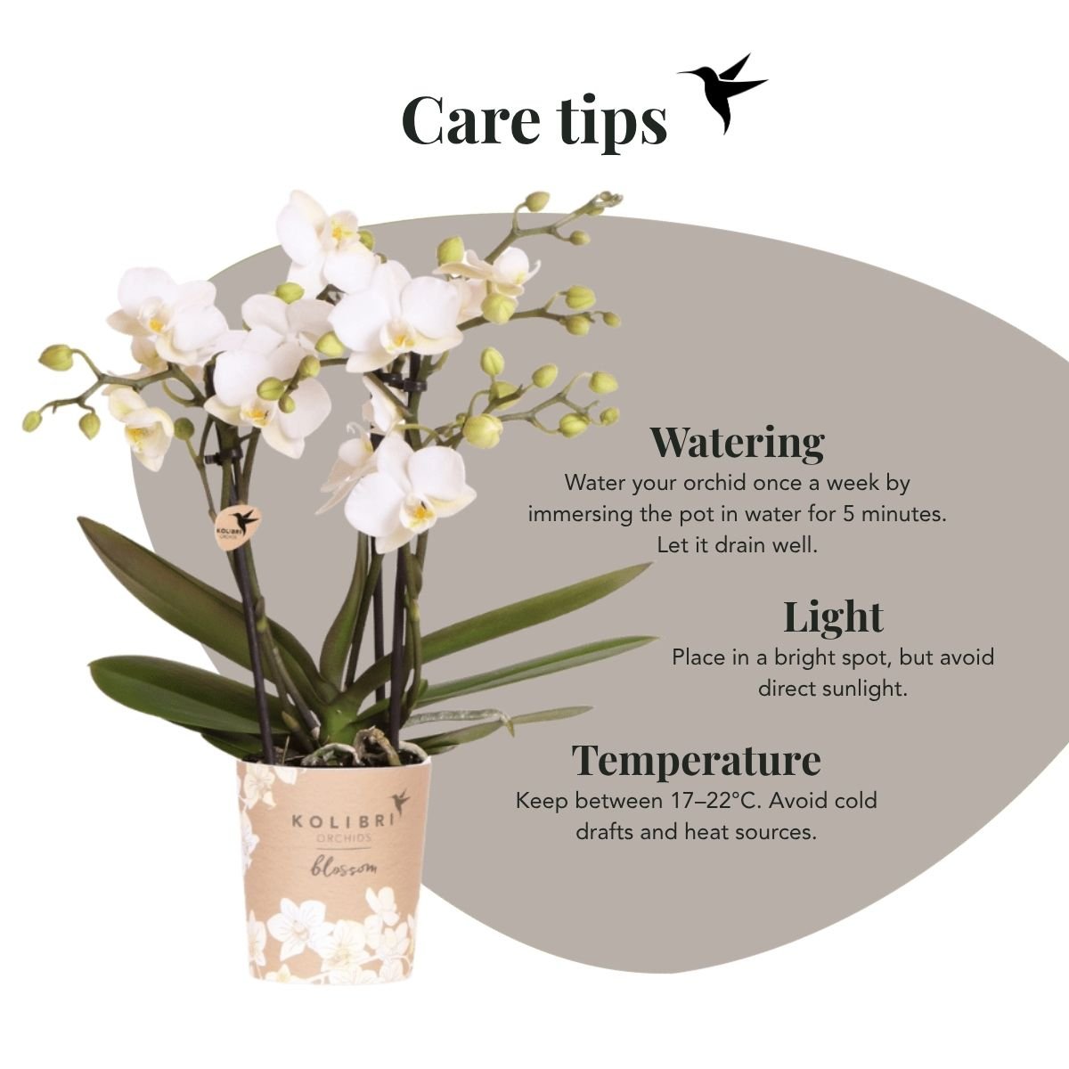 Kolibri Orchids | Combi Deal - 4 Witte Phalaenopsis Orchideeën Blossom Zurich - Ø9 cm