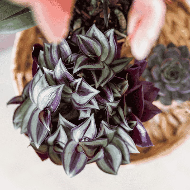 Kolibri Greens | Tradescantia Zebrina  - Ø9cm