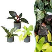 Baby Philodendron Tricolour 3x - Wit - Roze - Geel - Groen - Tropisch - incl. Linnea Misty Blue - Ø6cm - ↕10-15cm