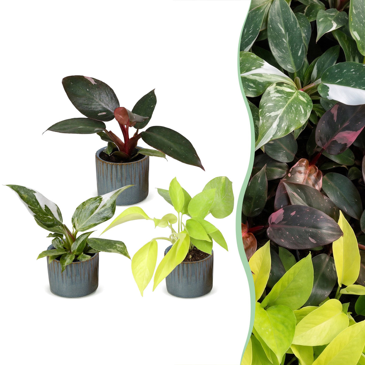Baby Philodendron Tricolour 3x - Wit - Roze - Geel - Groen - Tropisch - incl. Linnea Misty Blue - Ø6cm - ↕10-15cm