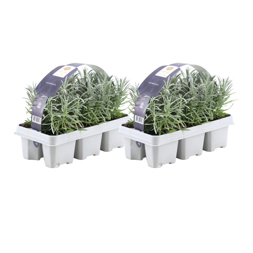 Lavendel angustifolia - 12 x Ø7 cm - ↕15 cm
