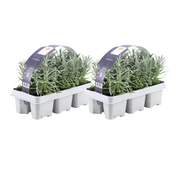 Lavendel angustifolia - 12 x Ø7 cm - ↕15 cm