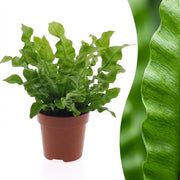 Asplenium Crispy Wave - Pot 12cm - Hoogte - 30cm