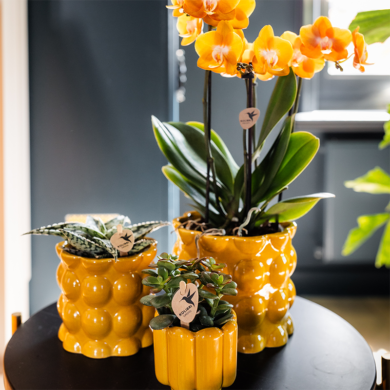 Kolibri Home | Cotton Shine sierpot - Yellow - Ø9cm