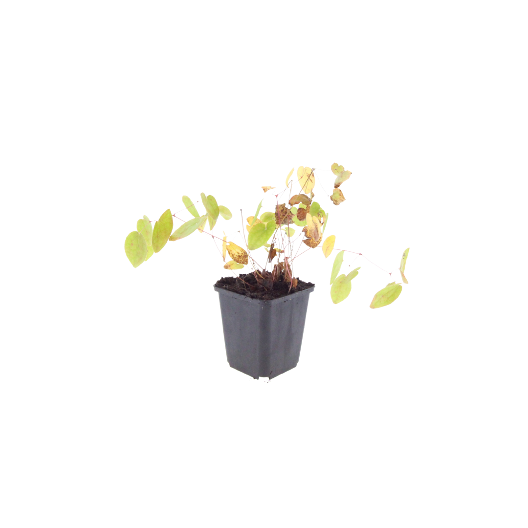 12x Epimedium y. 'Niveum' - ↕10-25cm - Ø9cm