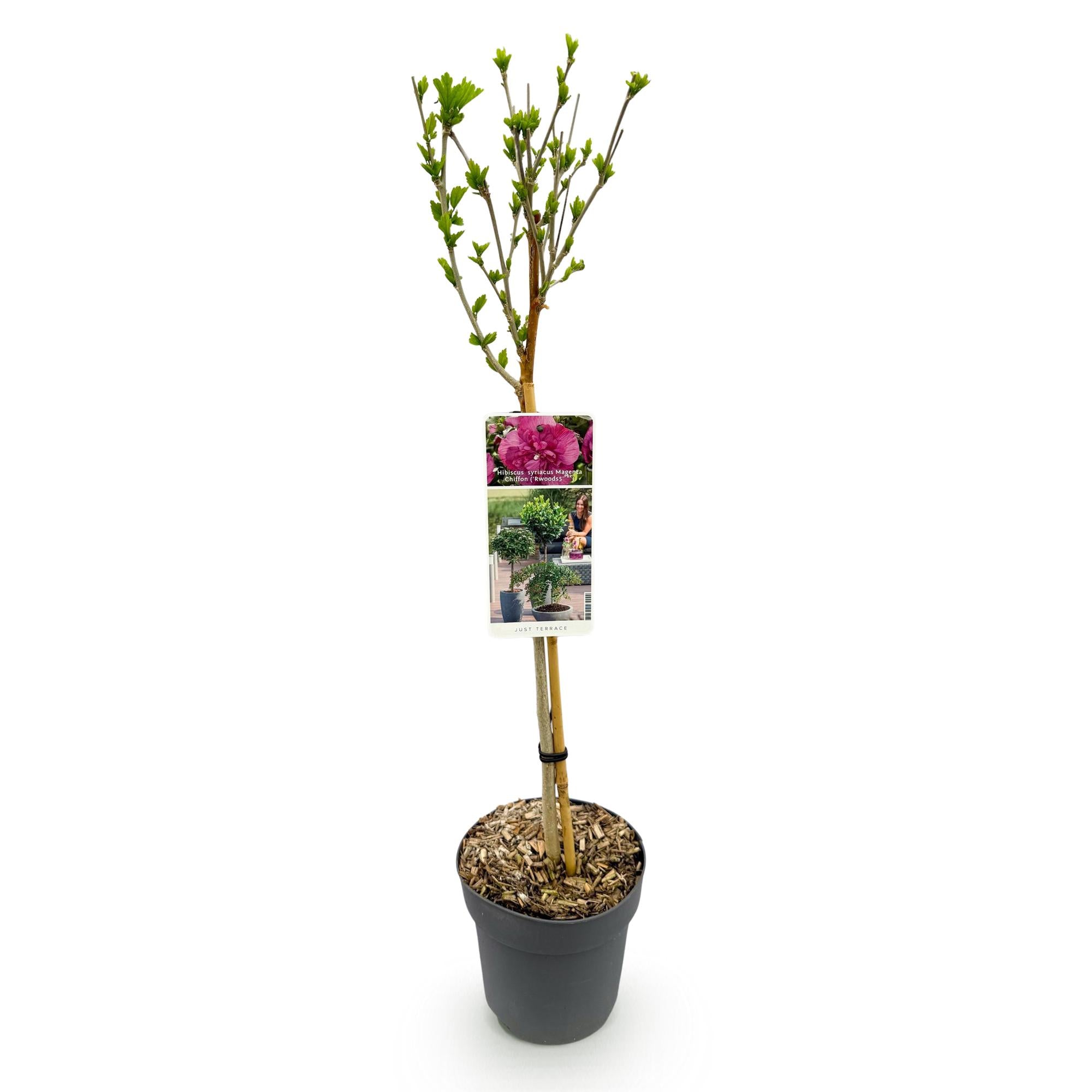 Hibiscus syriacus Magenta Chiffon® - Terras Plant - Bladverliezend - Winterhard - Roze Bloem - Pot 19cm Hoogte 90cm