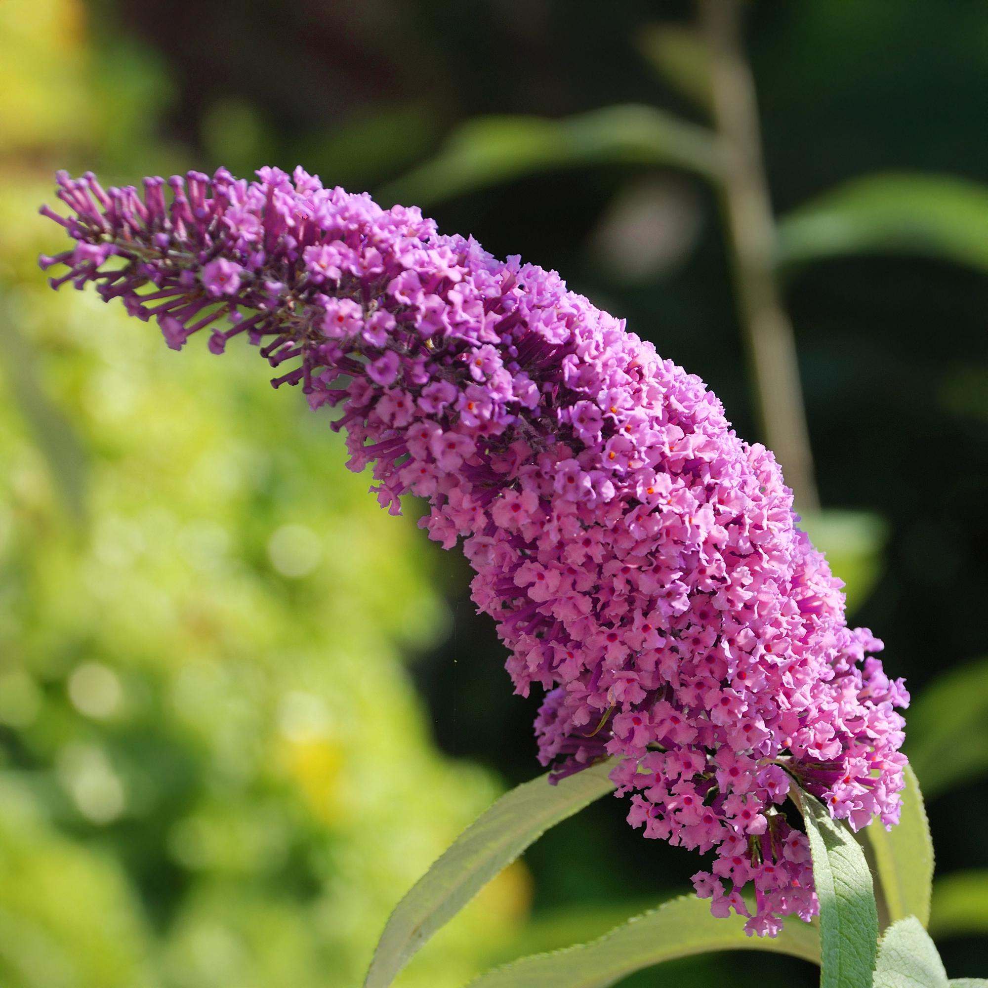 Green boutiQ - Buddleja davidii - Pink Delight - Fiore rosa - 1 pianta - Decidua - Attrattiva per farfalle - Vaso 17 cm Altezza 25 cm