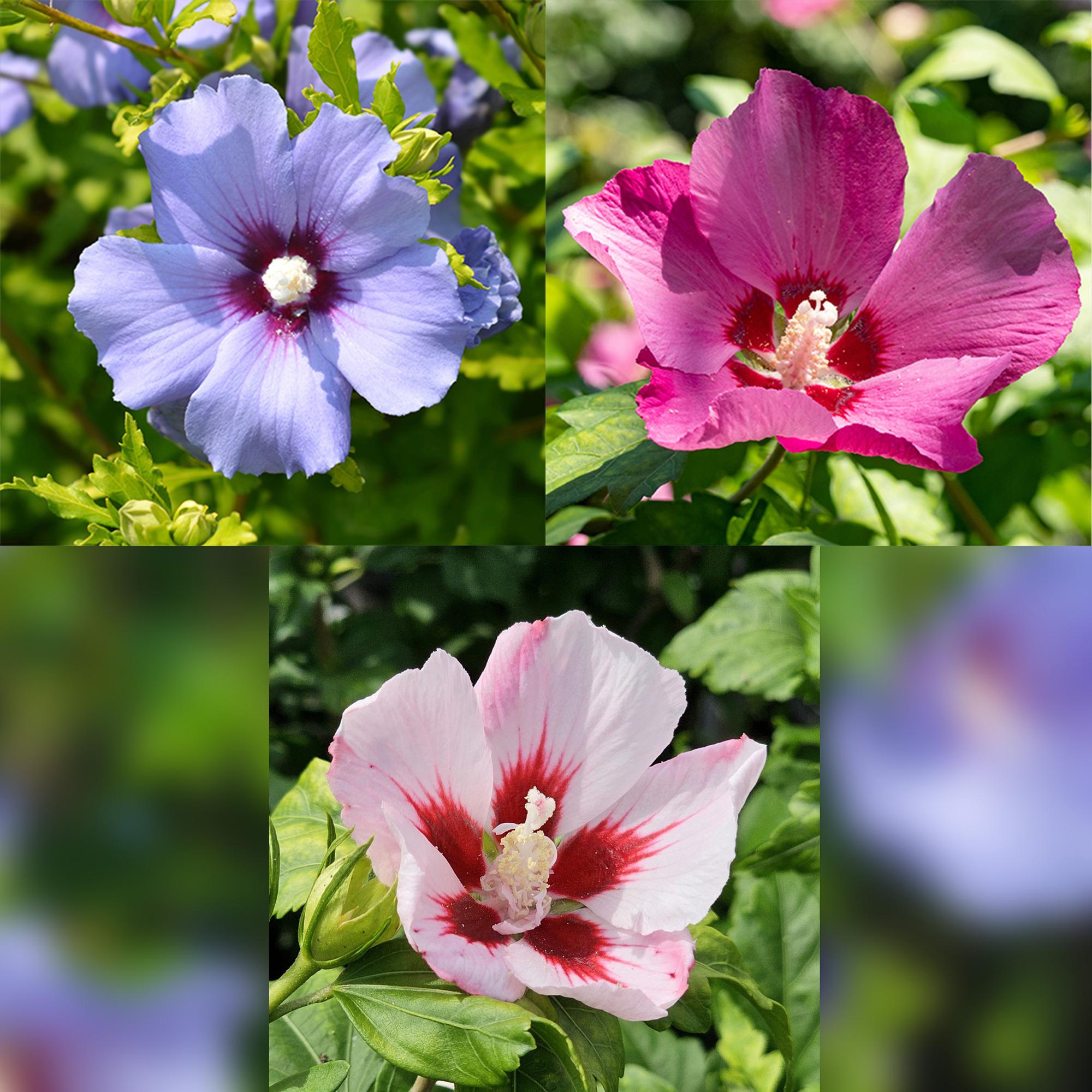 Hibiscus syriacus Tricolour  - Terras Plant - Bladverliezend - Winterhard - Witte, Roze, Paarse Bloem - Pot 19cm Hoogte 90cm