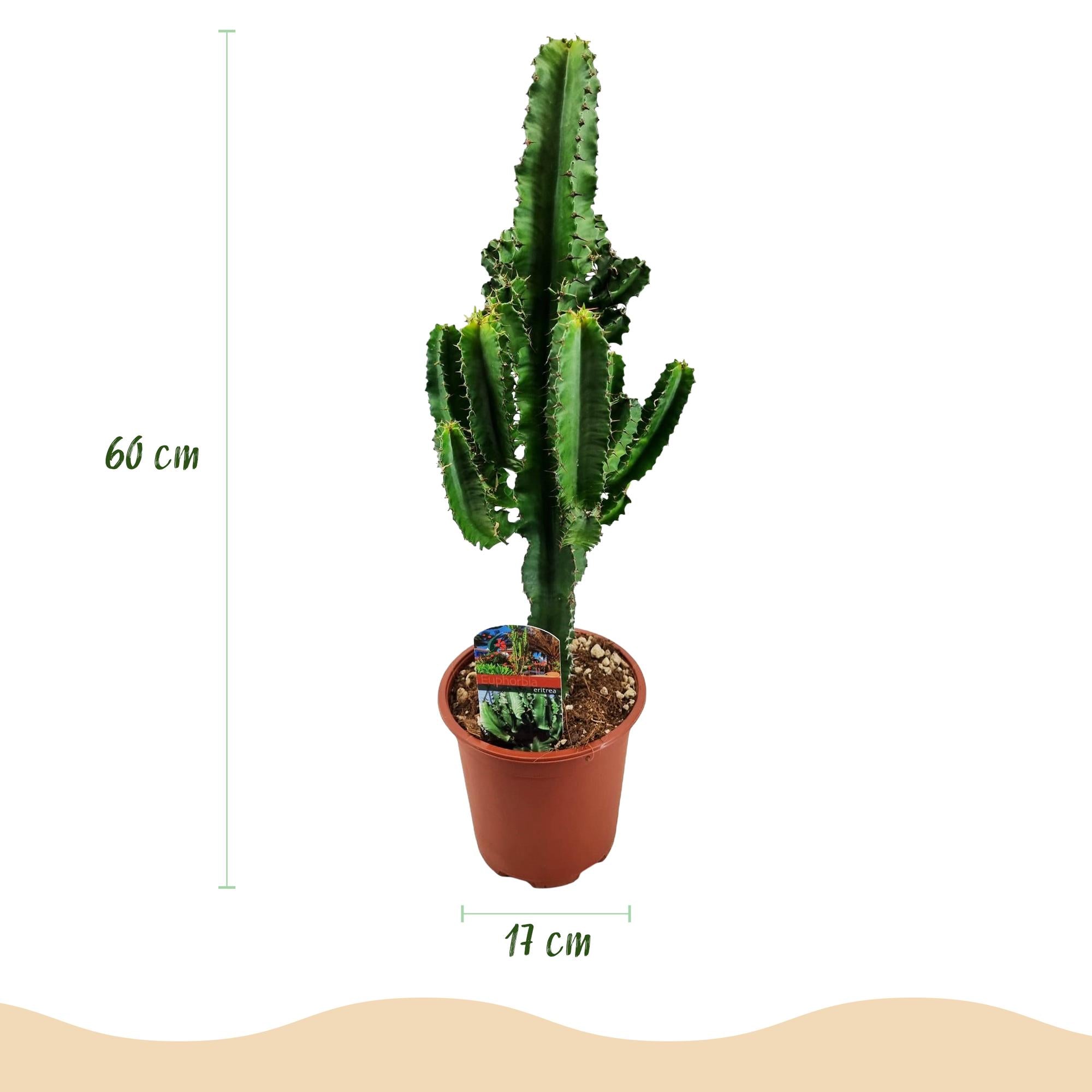 Euphorbia eritrea - Afrikaanse melkboom - Weinig onderhoud - Groen - 2 - Pot 17cm - Hoogte 60cm