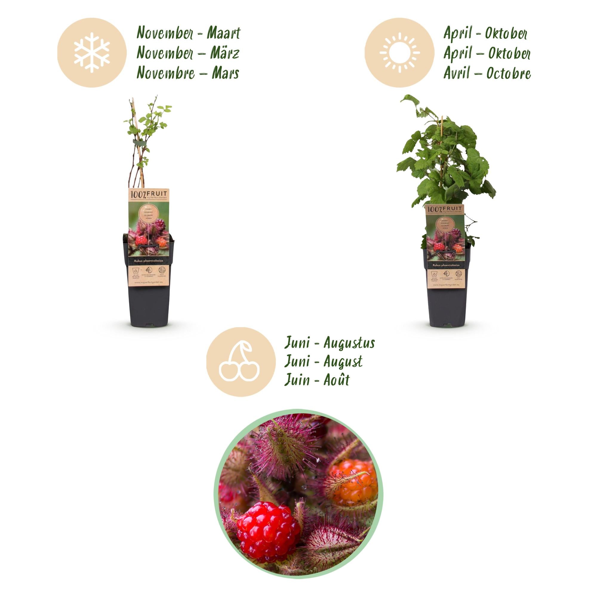 Rubus phoenicolasius - Japanse wijnbes - Winterhard - Fel Rode Framboos - 2 Planten - Pot 15cm - Hoogte 50cm