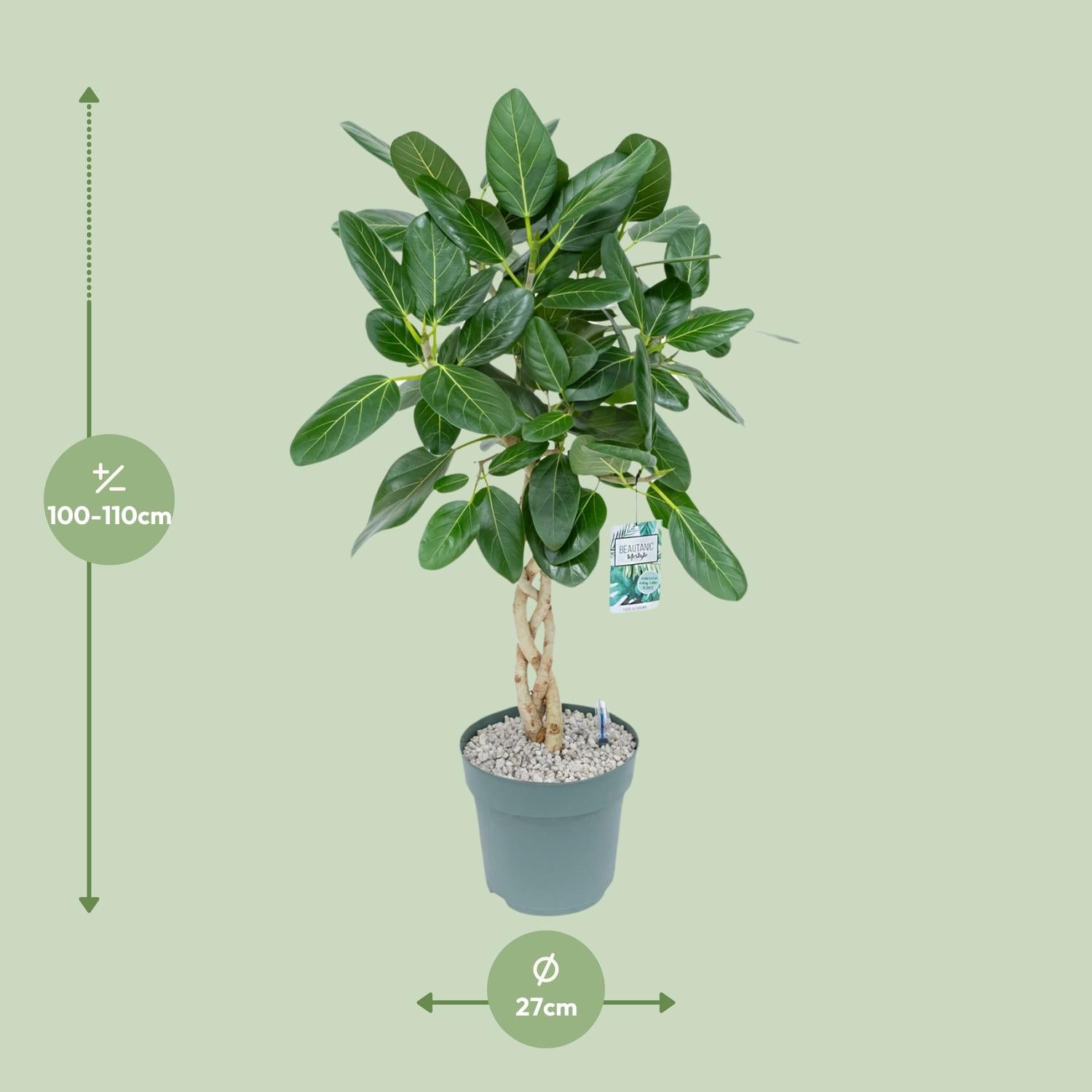 Ficus Altissima - Ø27cm - ↕110cm