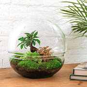 DIY terrarium - Dome XL - Ficus Ginseng Bonsai - ↕ 28 cm - Rake + Shovel