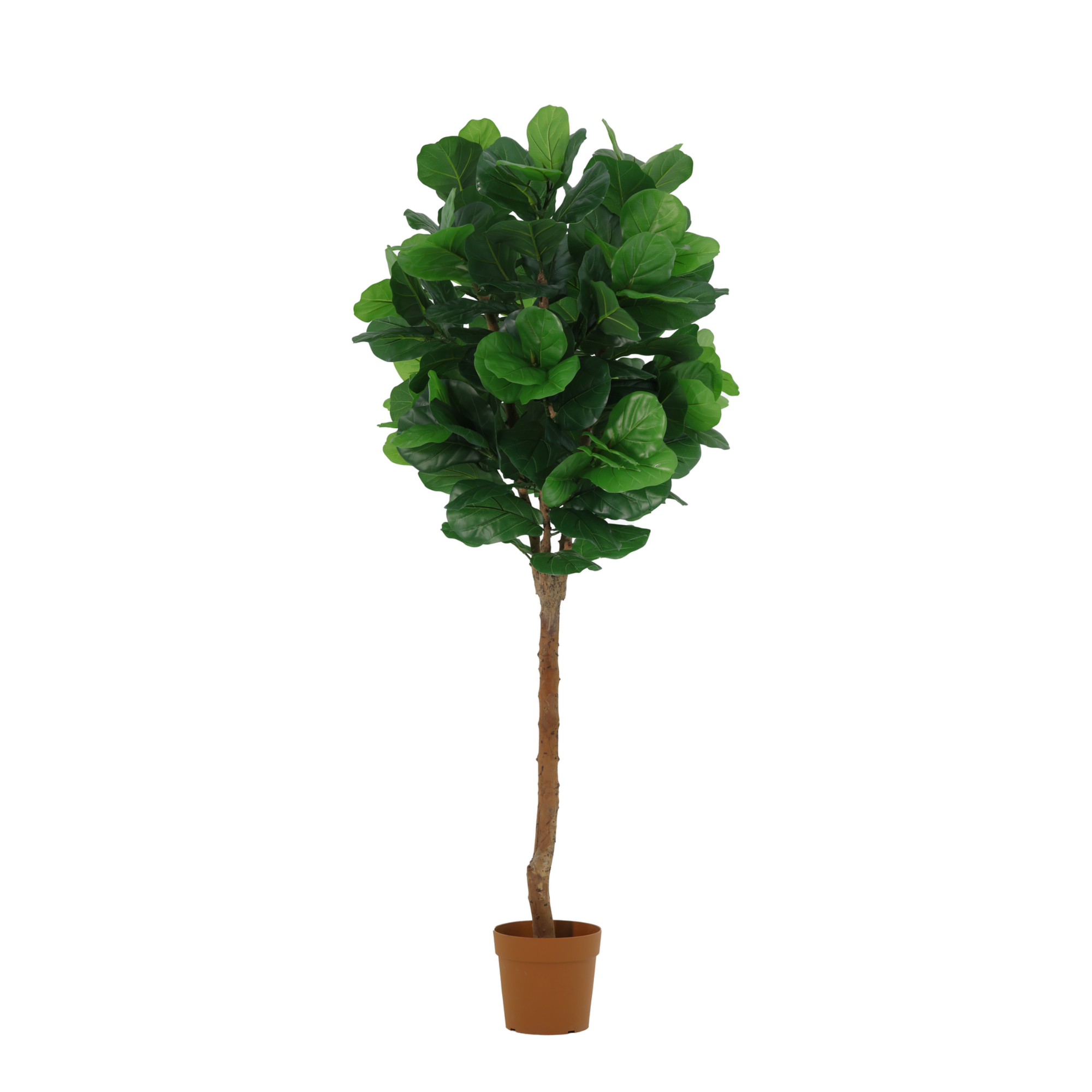 Kunstplant Ficus lyrata tree - 180cm