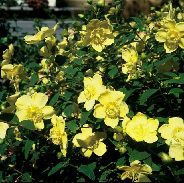 6 x Hypericum 'Hidcote' - ↕10-25cm - Ø9cm