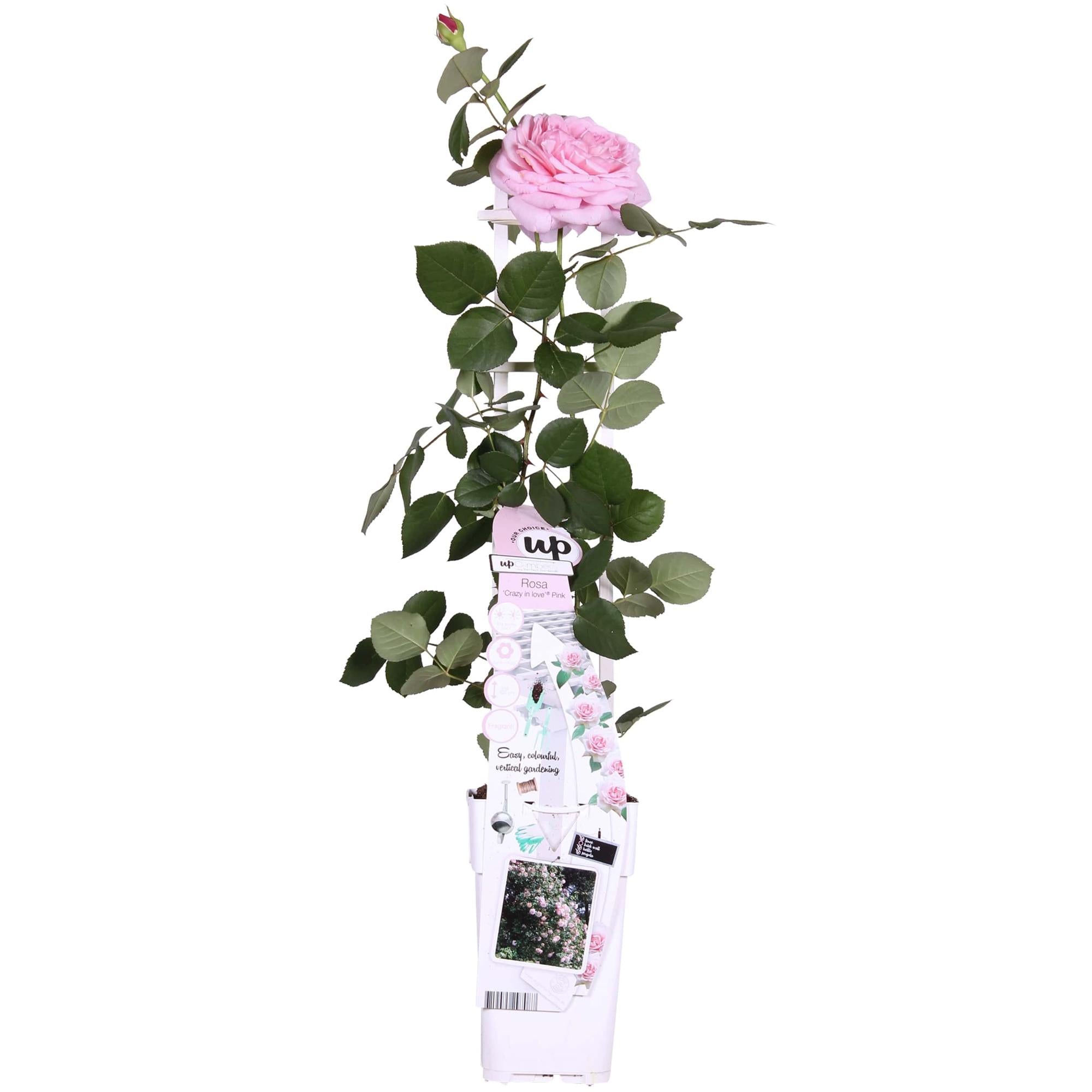 Rosa 'Pink' de Crazy in Love - Rosa rosa - Ø15cm - ↕65cm