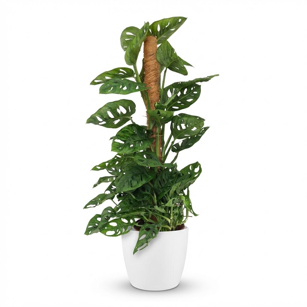 Monkey Mask - Monstera Andansonii Mosstok - Groen - Weinig onderhoud - 1 Plant - met Potter Wit - Pot 19cm - Hoogte 90cm