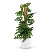 Monkey Mask - Monstera Andansonii Mosstok - Groen - Weinig onderhoud - 1 Plant - met Potter Wit - Pot 19cm - Hoogte 90cm