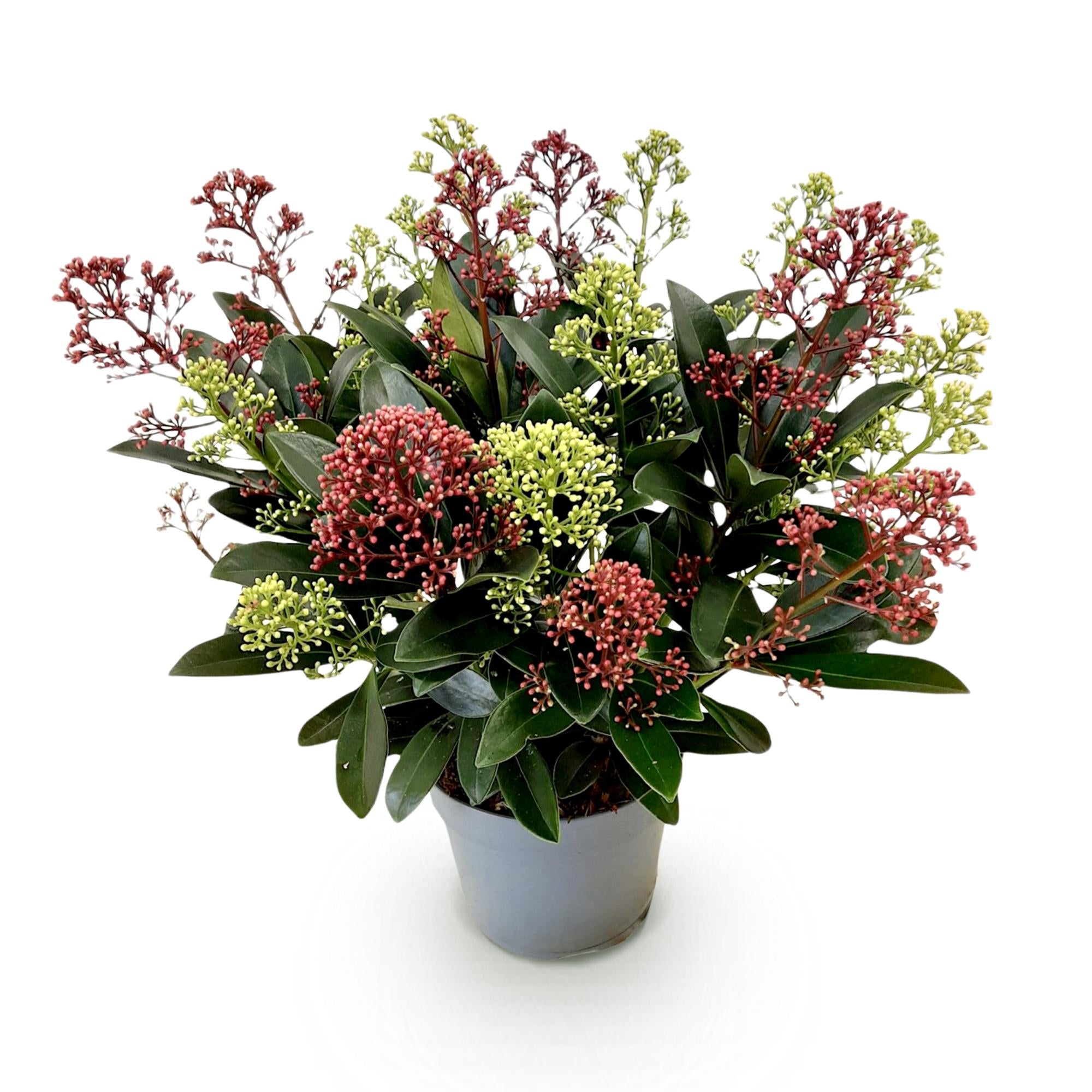 Skimmia japonica Festival - Bloem Wit & Rood - 15+ Bloemen - 1 Plant - Winterhard - Pot 15cm Hoogte 30cm
