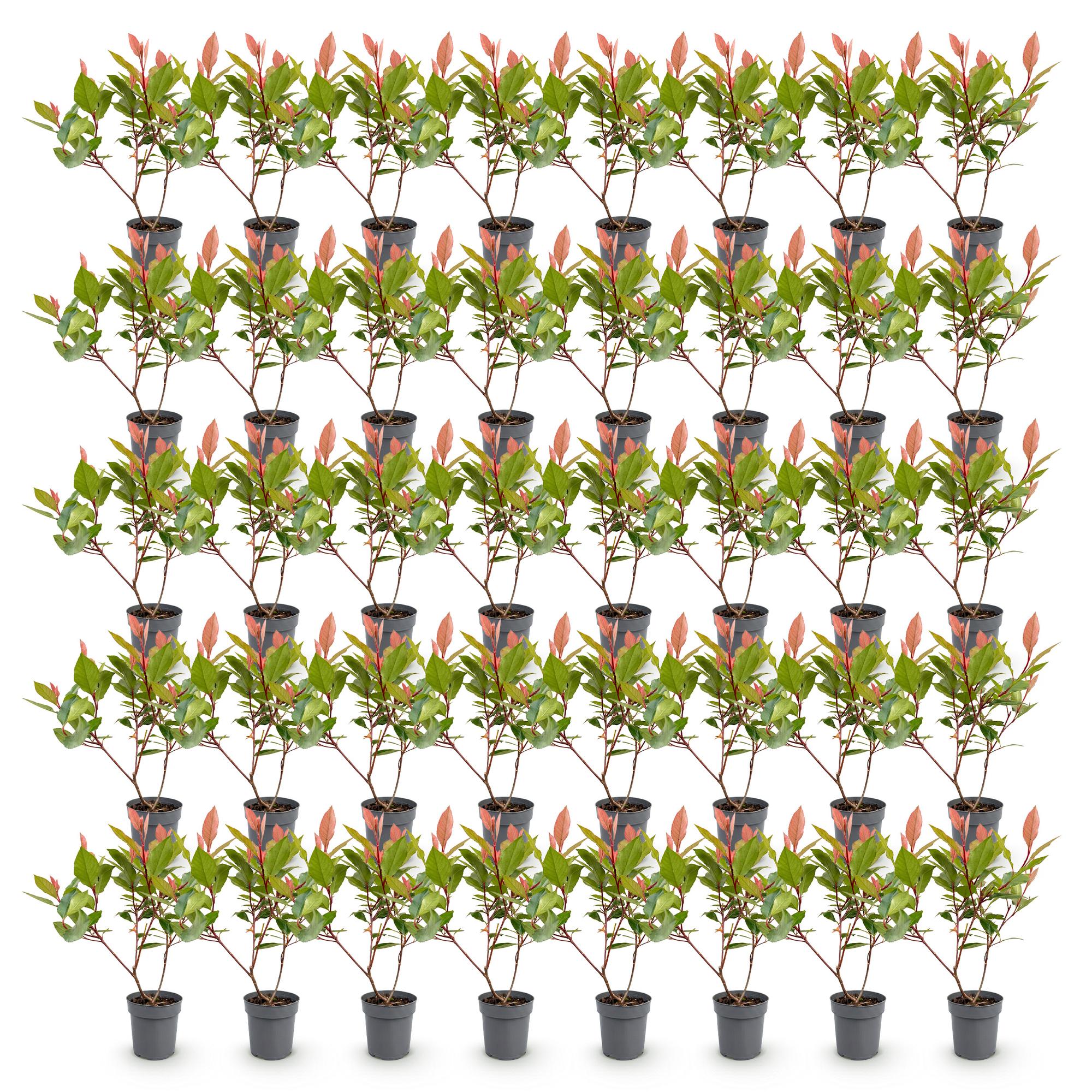 Photinia fraseri Little Red Robin - Glansmispel - 40x - Haagplanten - Groenblijvend - Rood - Pot 9cm - Hoogte 25-35cm