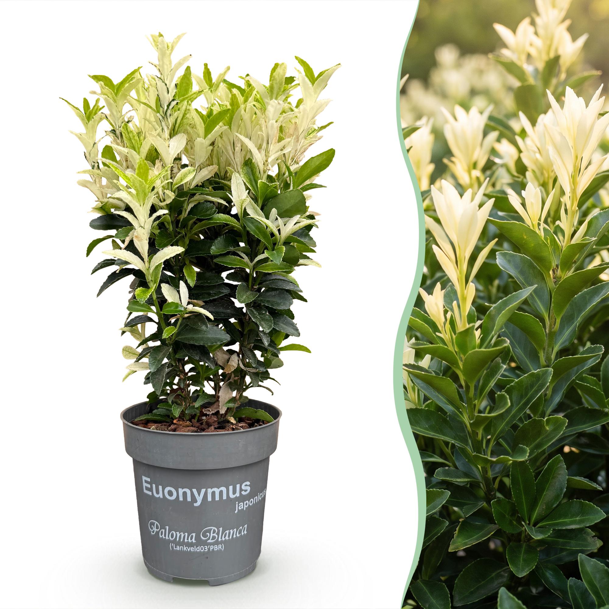 Euonymus japonica Paloma Blanca - Kardinaalsmuts 40x  - Haagplanten - Groenblijvend - Groen - Wit - Pot 9cm - Hoogte 20-30cm