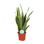 Sansevieria Trifasciata Laurentii - Ø17cm - ↕60cm