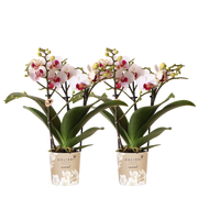 Kolibri Orchids | Combi Deal - 2 Witte Phalaenopsis Orchideeën Mineral Gibraltar - Ø9 cm