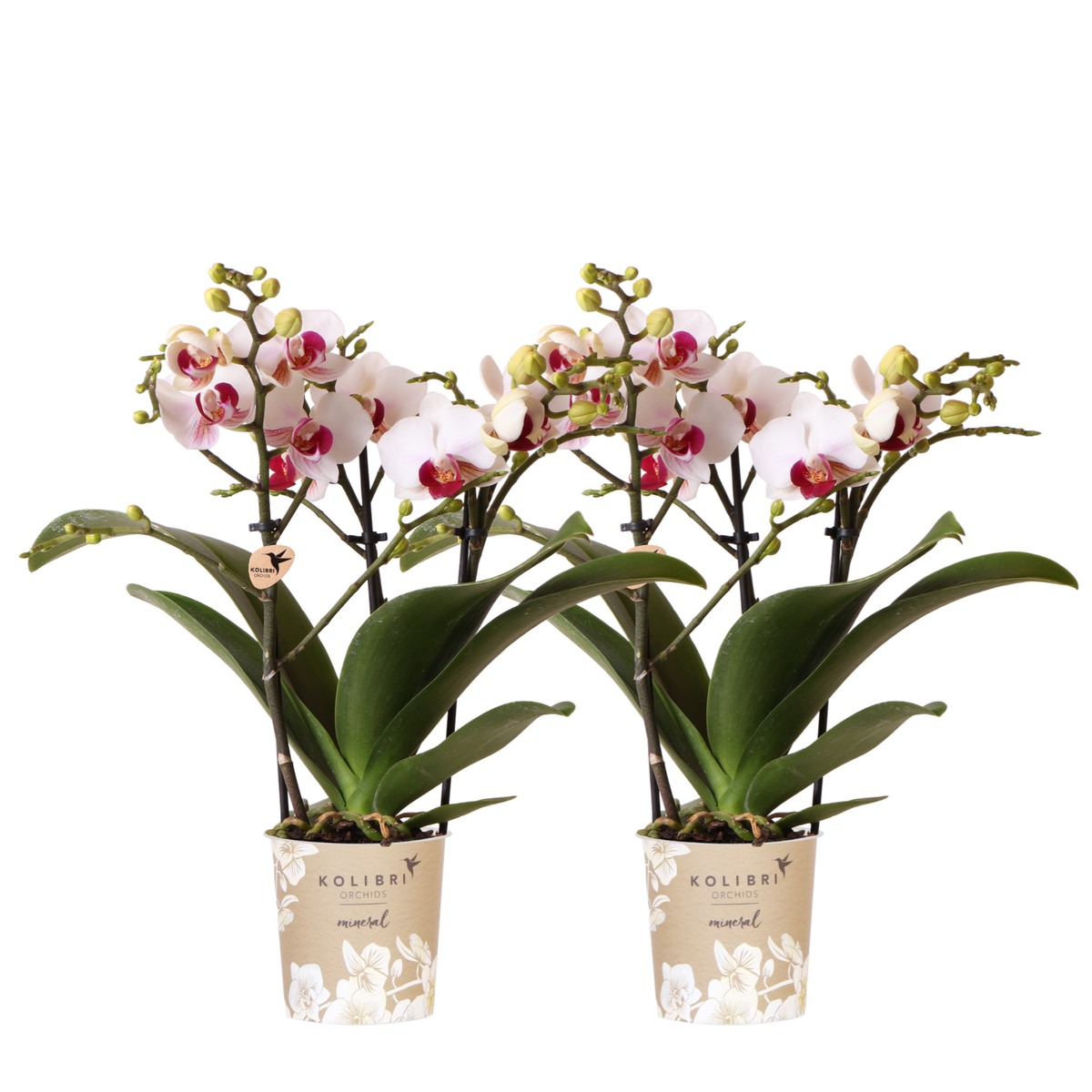Kolibri Orchids | Combi Deal - 2 Witte Phalaenopsis Orchideeën Mineral Gibraltar - Ø9 cm