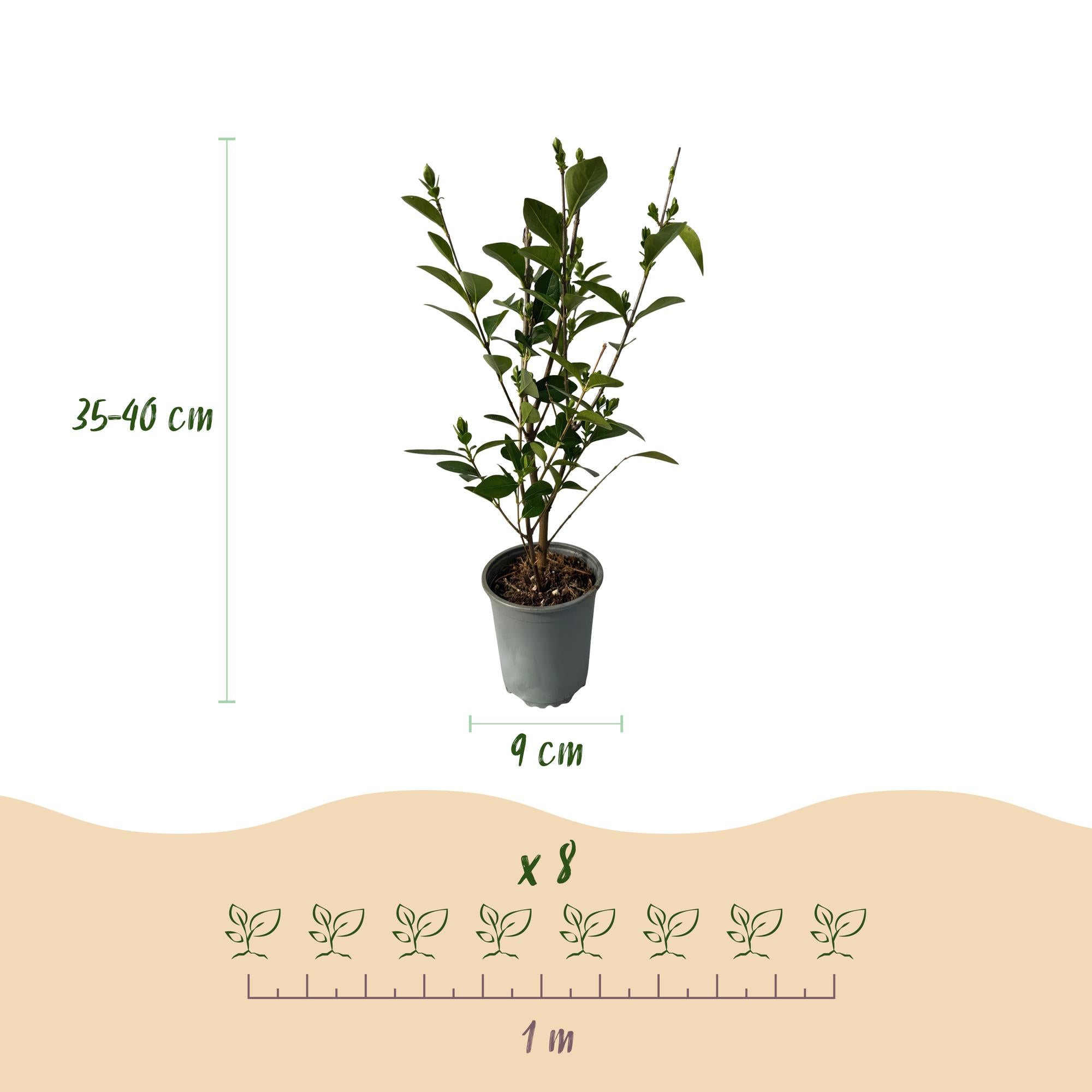 Ligustrum ovalifolium - blad groen - 8 planten - 1 strekkende meter - groenblijvend - pot 9cm hoogte 35-40cm