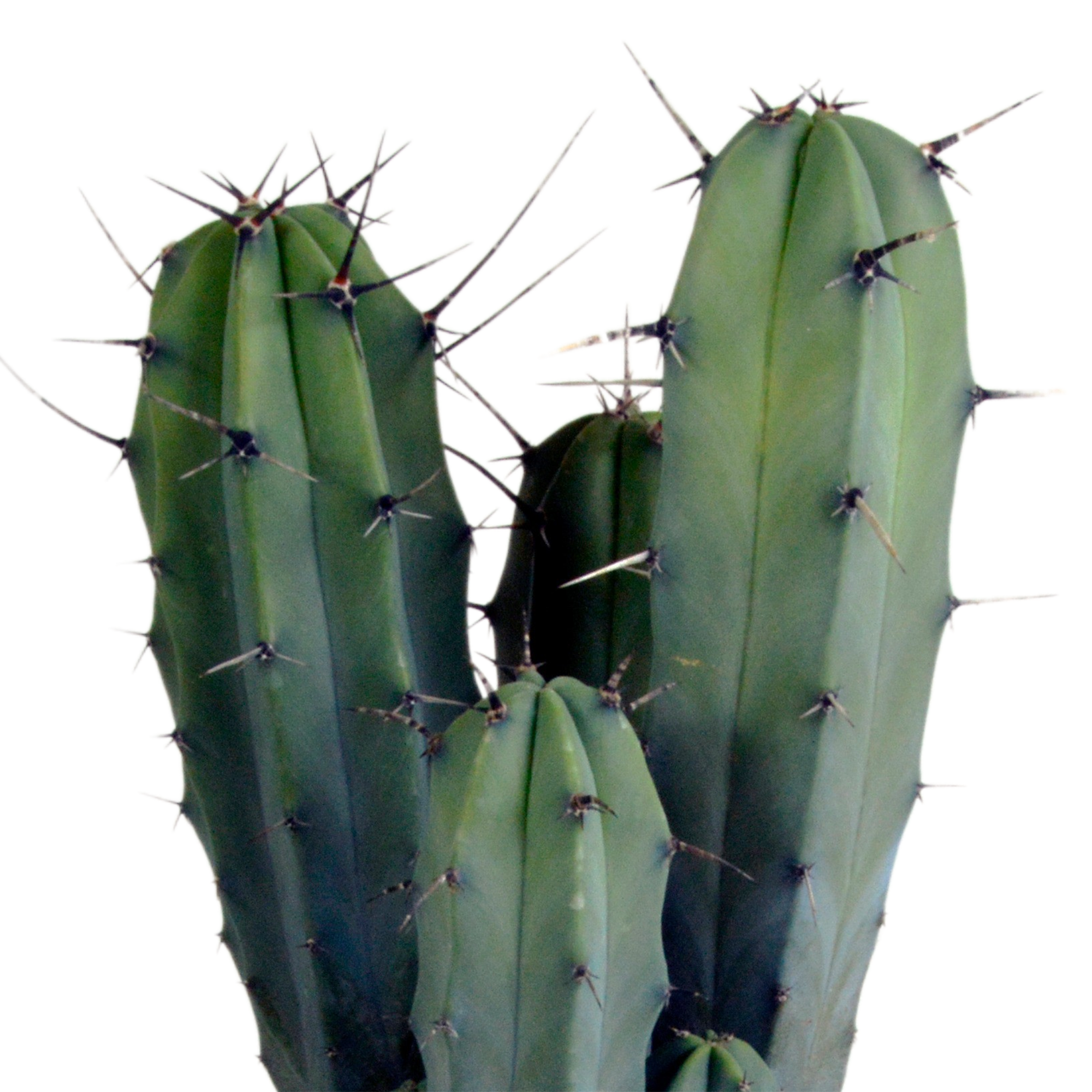 Myrtillocactus geometrizans 17 cm - ohne Topf