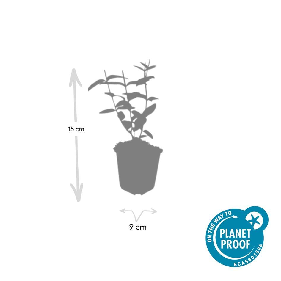 60x Hypericum inodorum - ↕10-25cm - Ø9cm