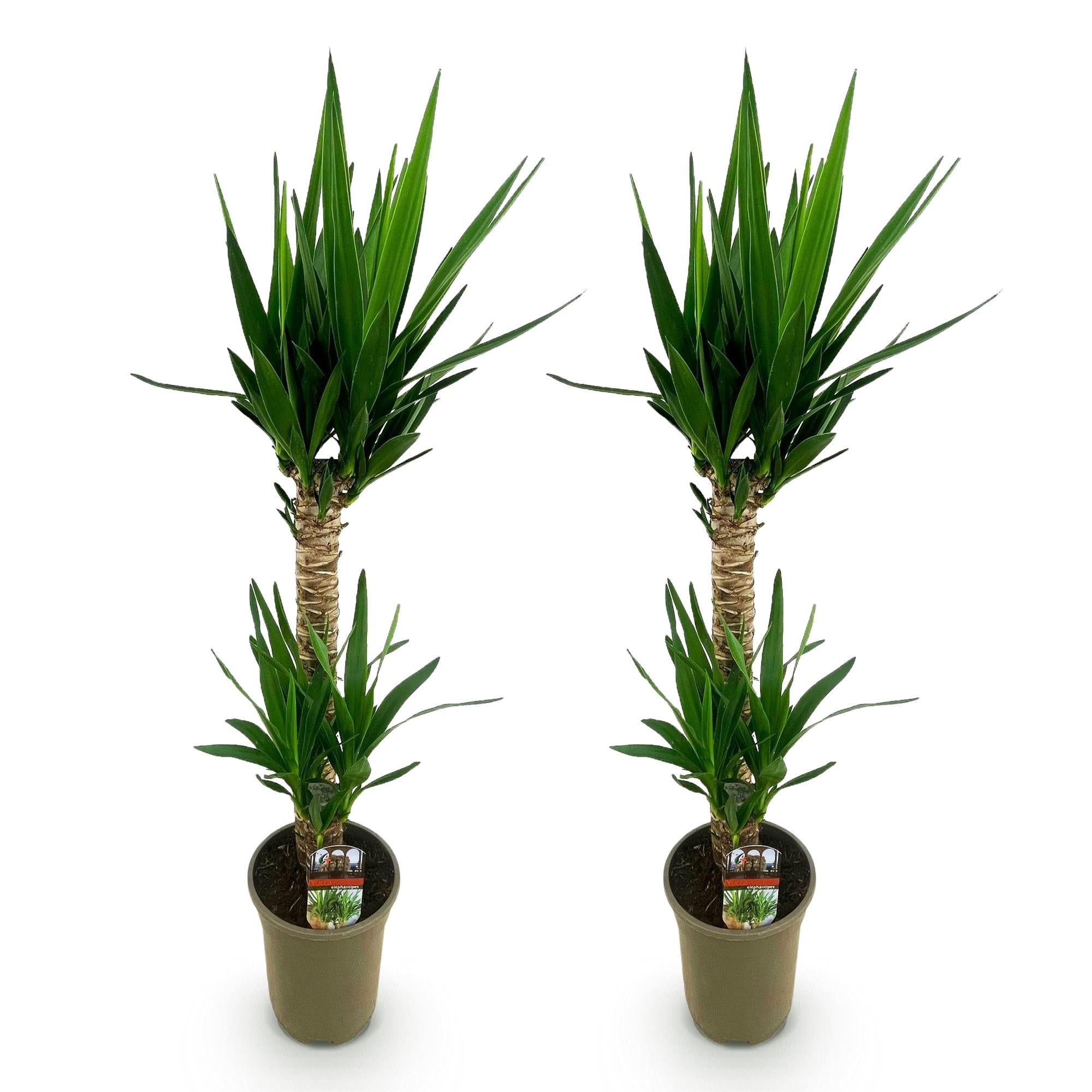 Yucca elephantipes - Weinig onderhoud - Groen - 2 - Pot 19cm - Hoogte 120cm