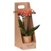 Kolibri Orchids | Oranje Bolzano orchidee cadeauset - incl. giftbox, orchidee & sierpot - Ø9cm