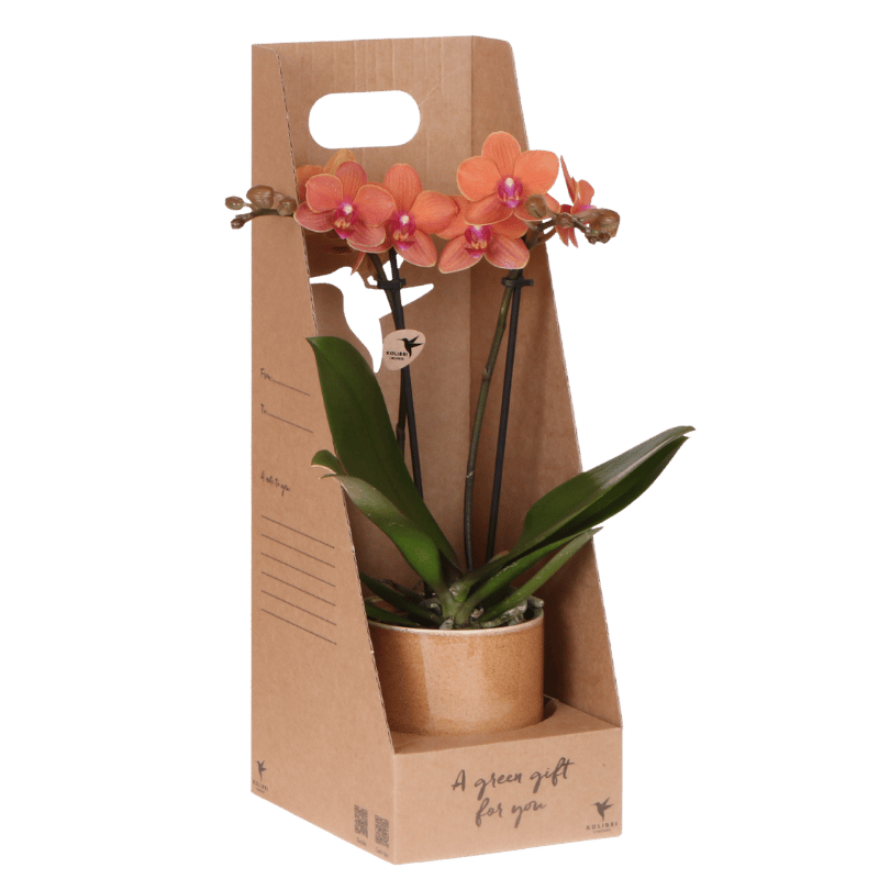 Kolibri Orchids | Oranje Bolzano orchidee cadeauset - incl. giftbox, orchidee & sierpot - Ø9cm