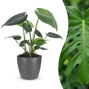 Monstera Deliciosa - Gatenplant - met Potter Grijs - Pot 12cm - Hoogte - 30cm