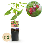 Taybes - Rubus Tayberry  - Rode Vrucht - 2 planten -  Pot 11cm Hoogte 40cm