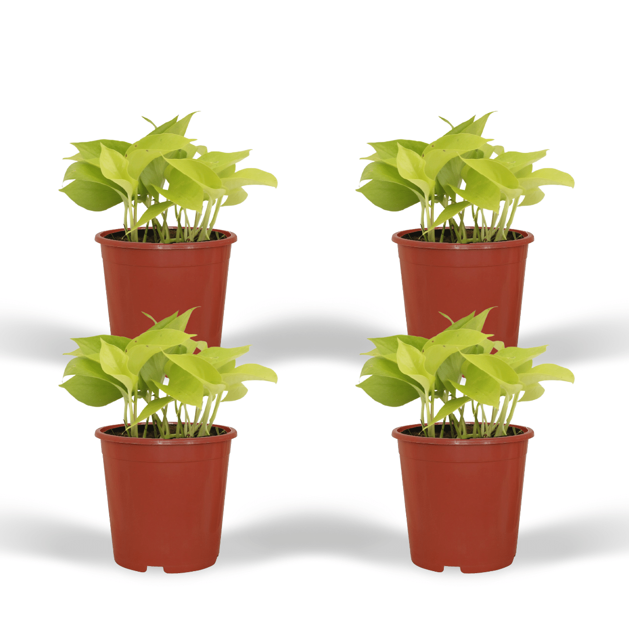 Epipremnum Golden Pothos (Scindapsus) - 4 pièces - Ø12cm - ↕15cm