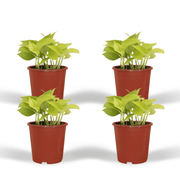Epipremnum Golden Pothos (Scindapsus) - 4 pièces - Ø12cm - ↕15cm