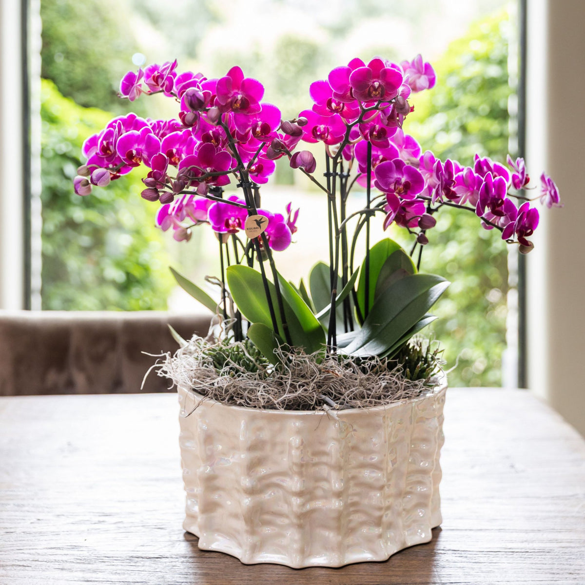 Kolibri Orchids | Paarse Jungle Bouquet Mineral Morelia in Oyster Dish