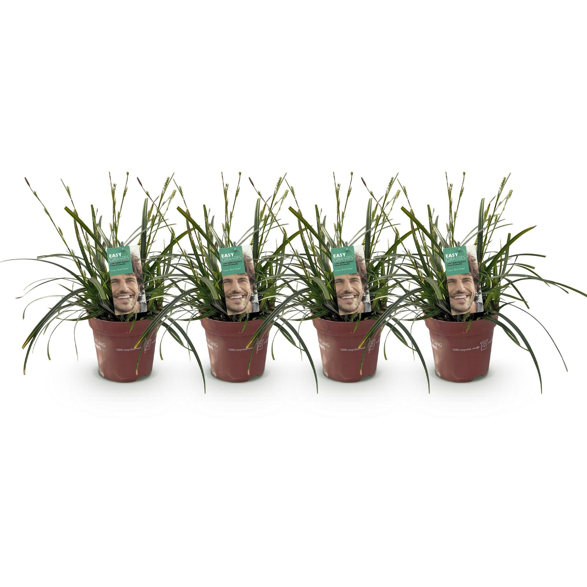 Green boutiQ – Ziergräser – Carex oshimensis Intense Green – Grün – 4 Pflanzen – Immergrün – Pflegeleicht – Topf: 17 cm, Höhe: 50 cm