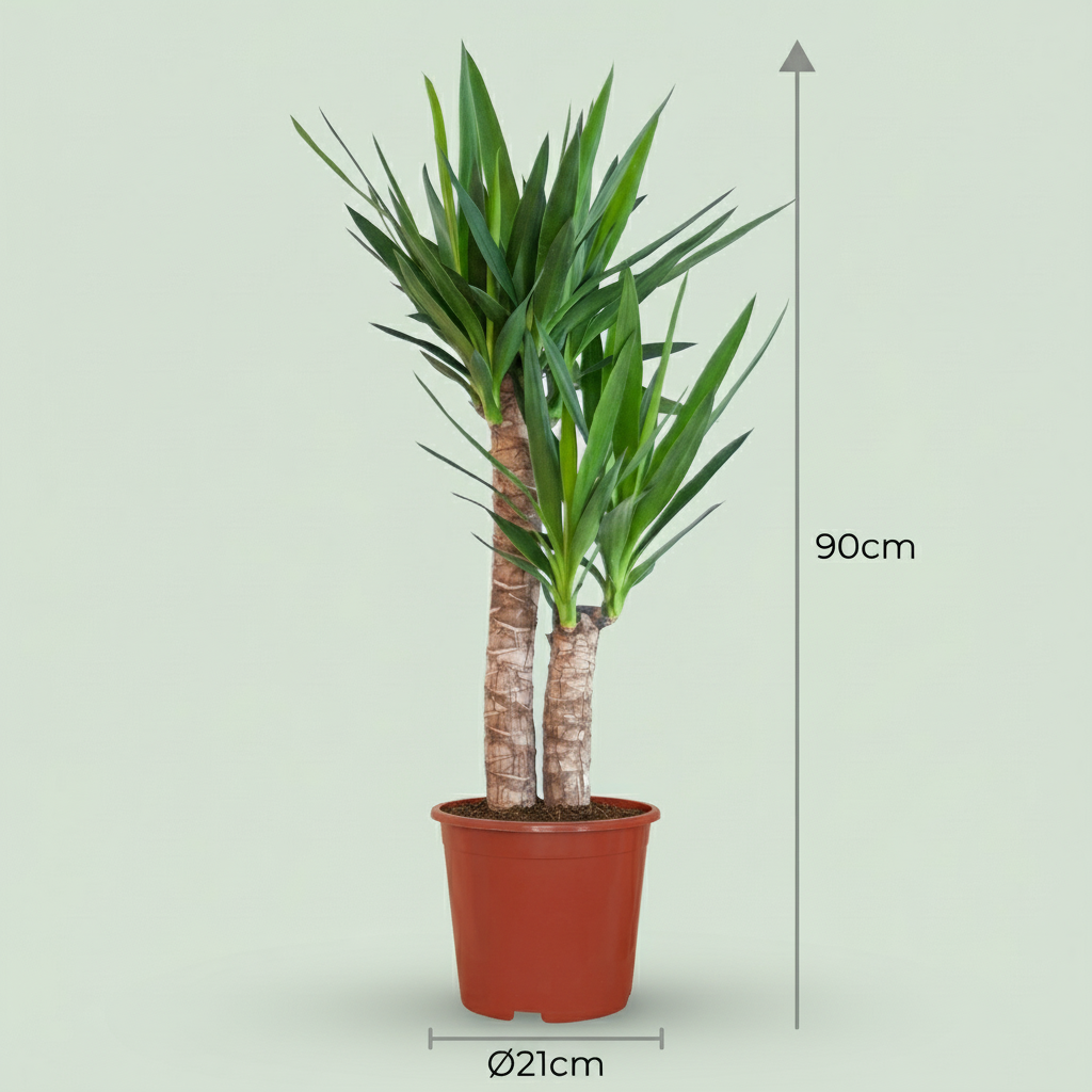 Yucca (Palmlelie) - Yucca Elephantipes - Groen - Weinig onderhoud - 1 Plant - Pot 21cm - Hoogte 80 - 90cm