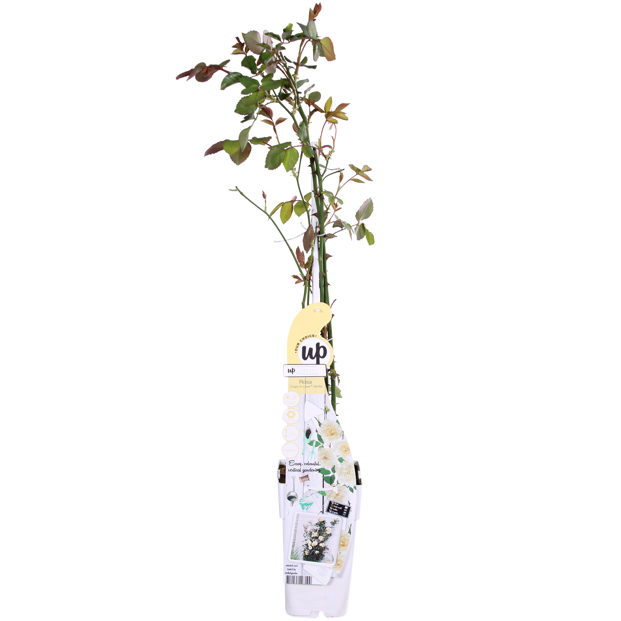 Rosa Crazy in love 'Vanille' - Rose crème - Ø15cm - ↕65cm