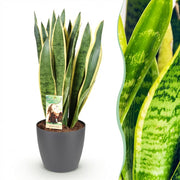Sansevieria Laurentii - Vrouwentong - Weinig onderhoud - Groen - 1 Plant - met Potter Grijs - Pot 21cm - Hoogte 70-80cm