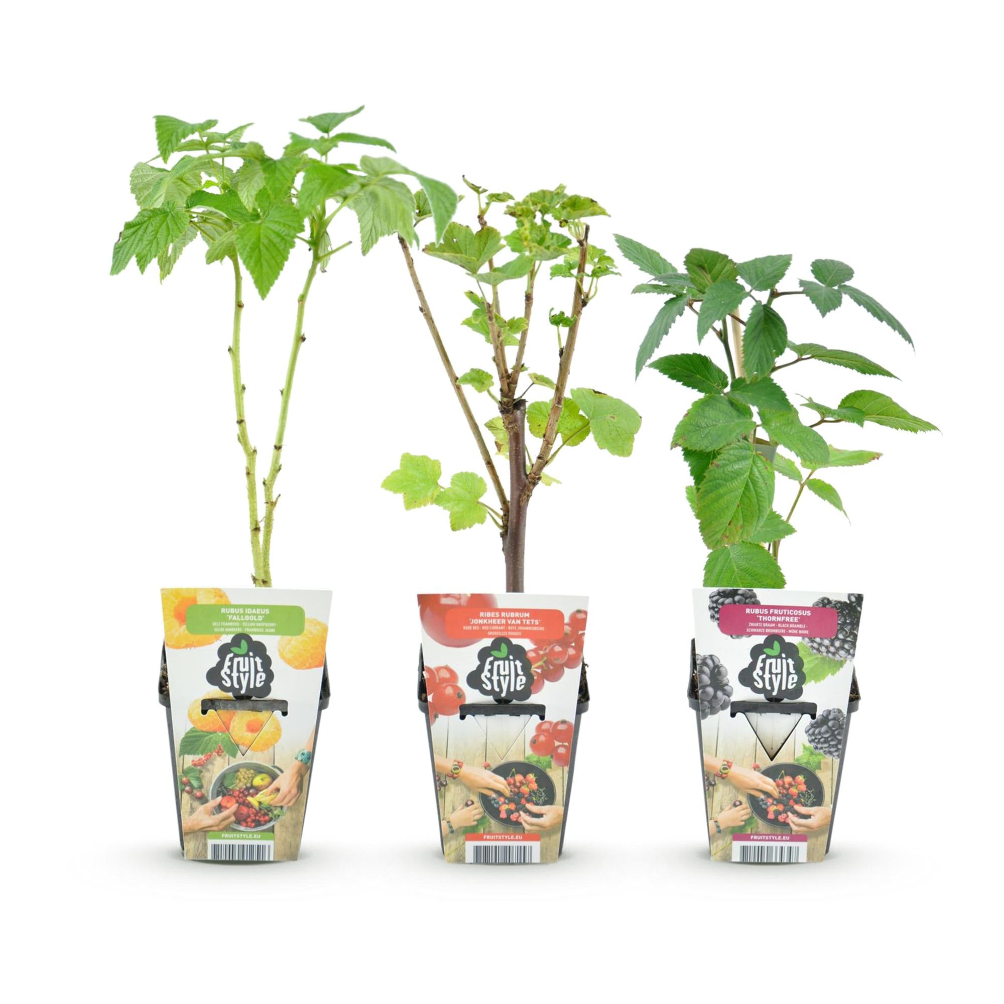 Tricolour - Rode Bes - Gele Framboos - Zwarte Braam  - Winterhard - 3 Planten - Pot  9cm